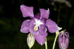 European columbine